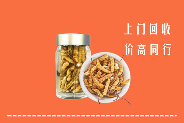察布查尔县回收冬虫夏草
